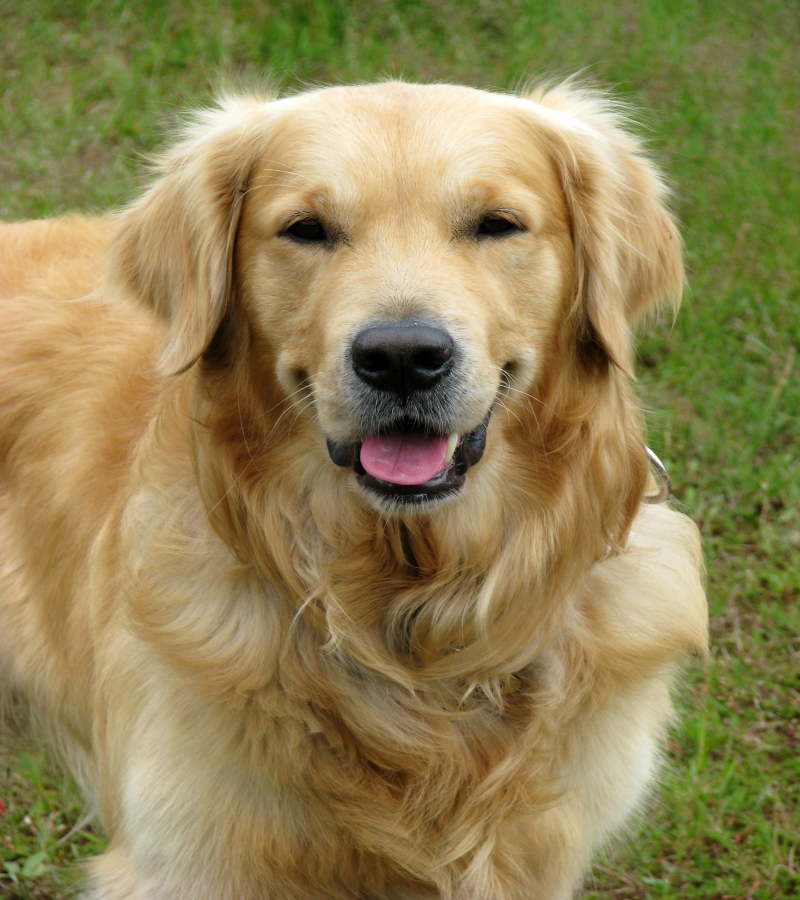 Golden retriever